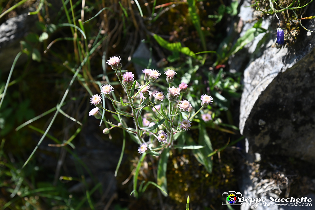 VBS_1 -  Plateau du Mont-Cenise, Grand Croix, Marmotte_-_0125 mt.jpg